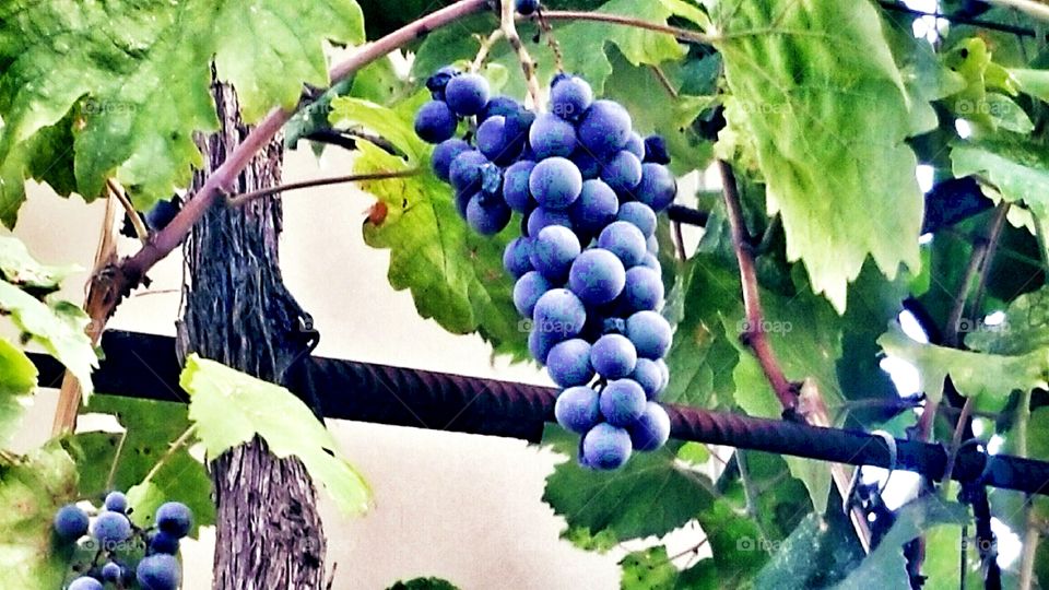 Purple Grapes