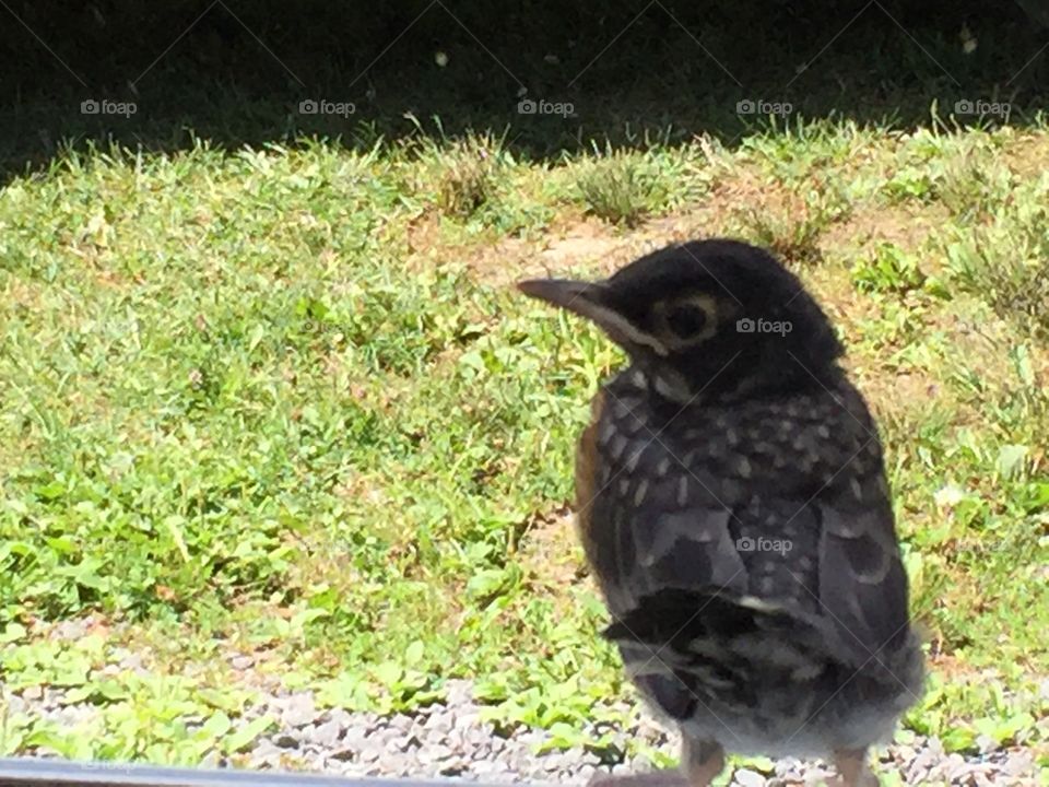 Minimalist images
Fledgling bird on windowsill