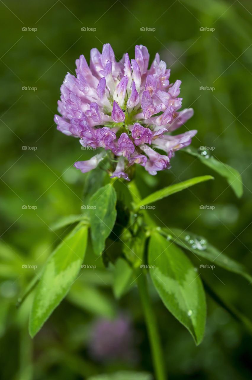 Clover in the rain.