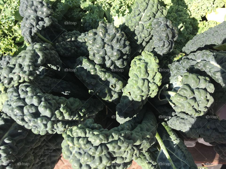 Black cabbage