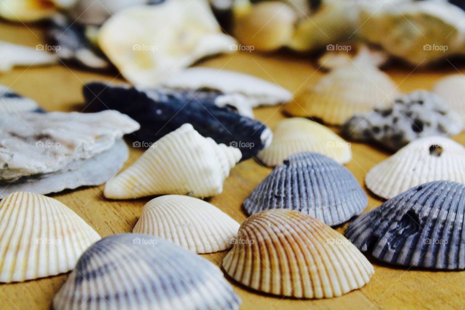 Seashells on a wooden table