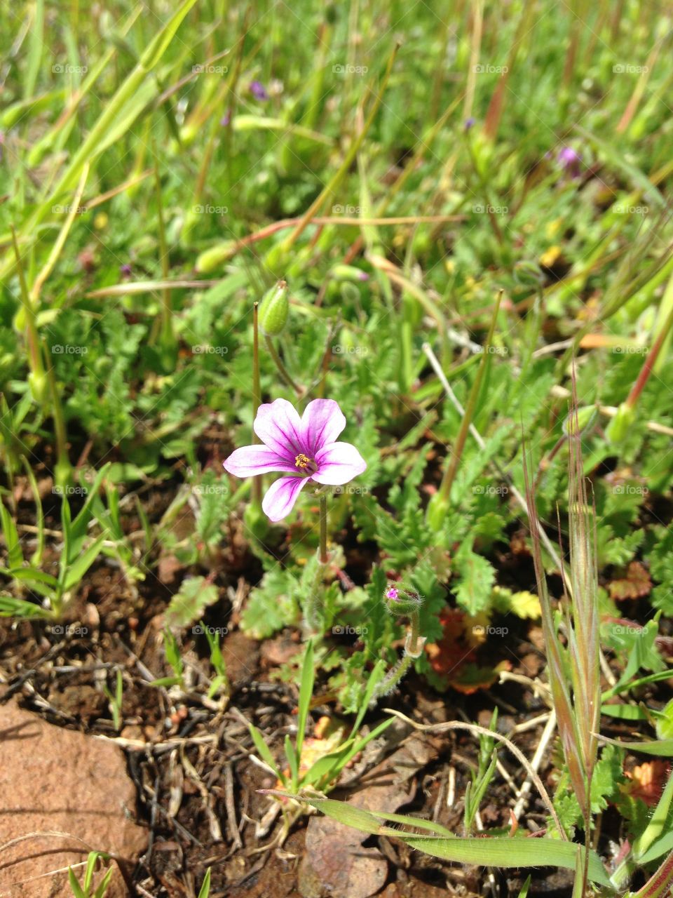 Tiny wildflower 
