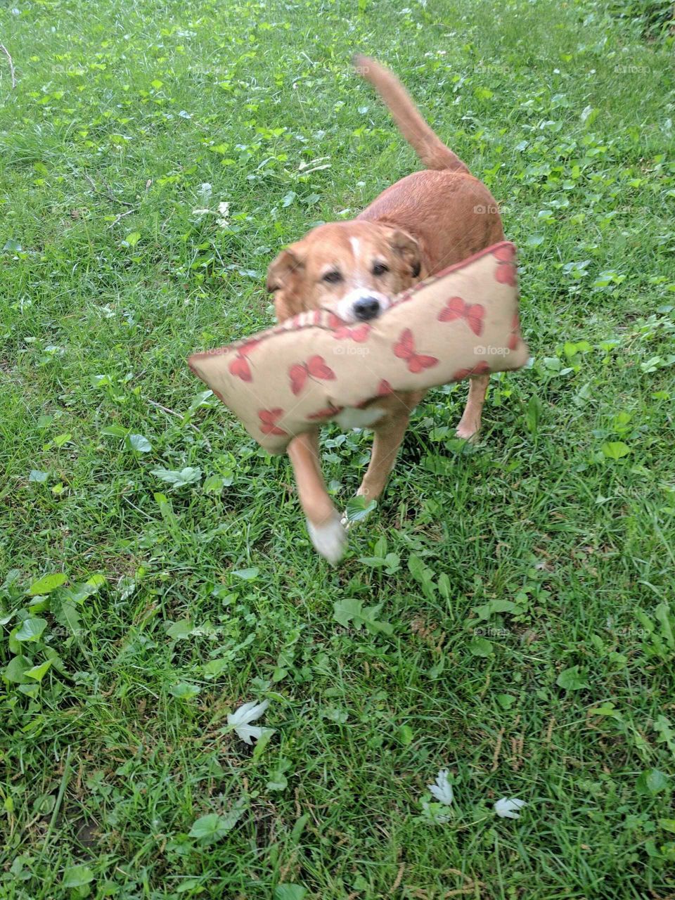 dog pillow