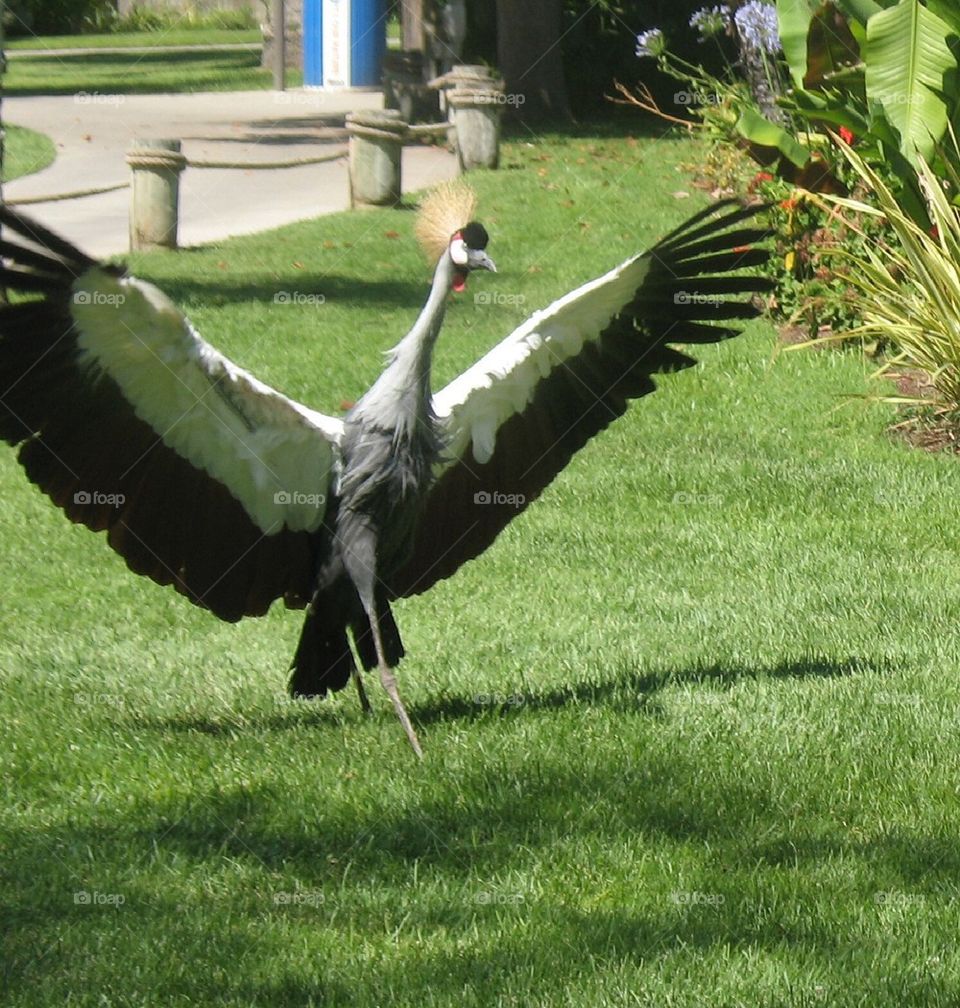 Grey Crowned Crane Full Wingspan