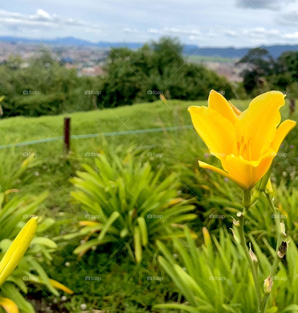 A urban view and a beautiful yellow flower 