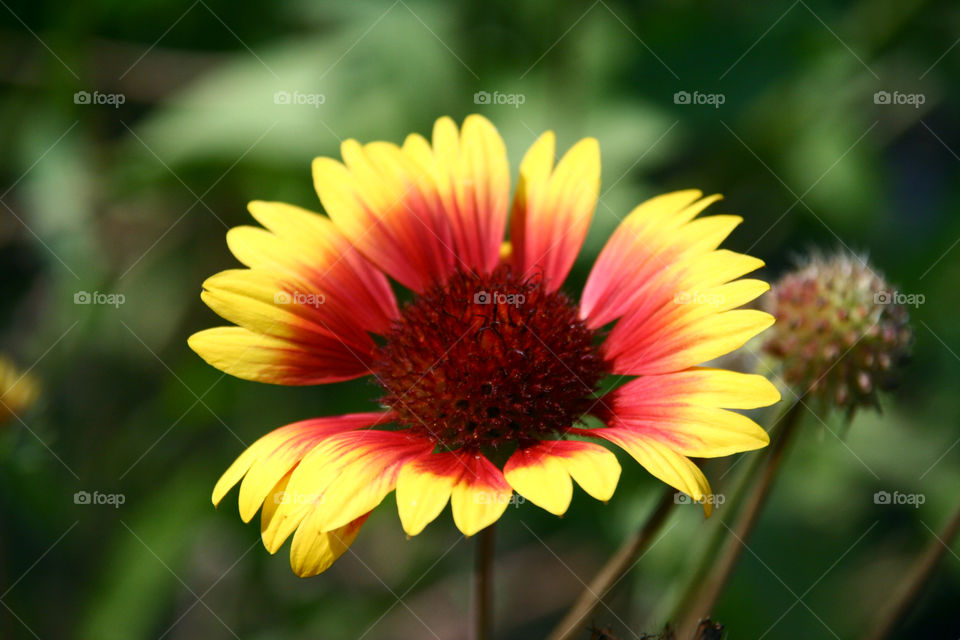 yellow flower with red inside