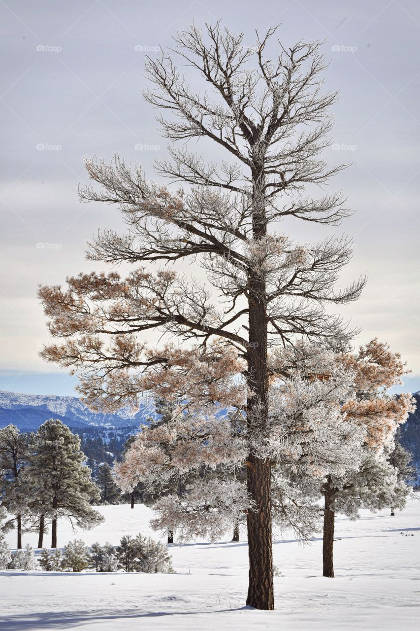 Frosted trees stand tall in a frozen landscape. Mountains set the background and snow blankets the ground. Very majestic.