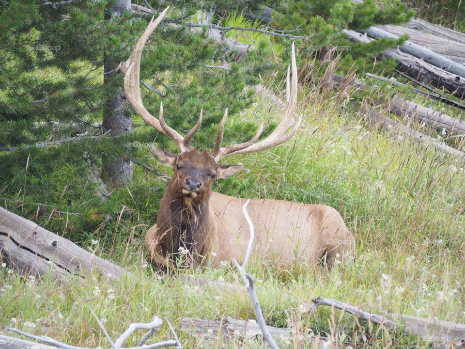 Yellowstone national park Wyoming 