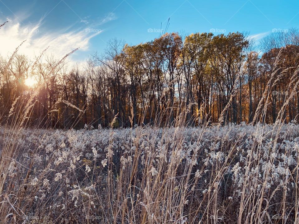 A stroll through the high grasses near the woods