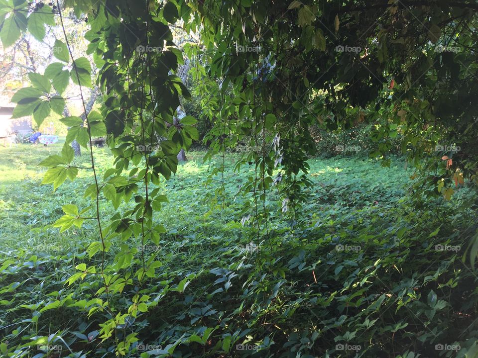 Virginia creeper from garden’s bottom 