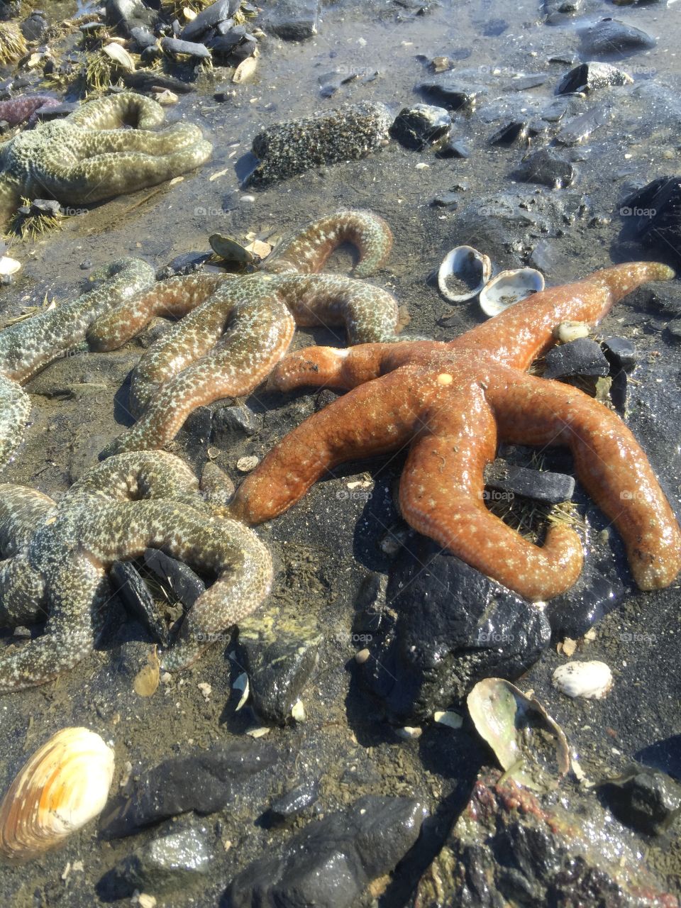 Starfish
