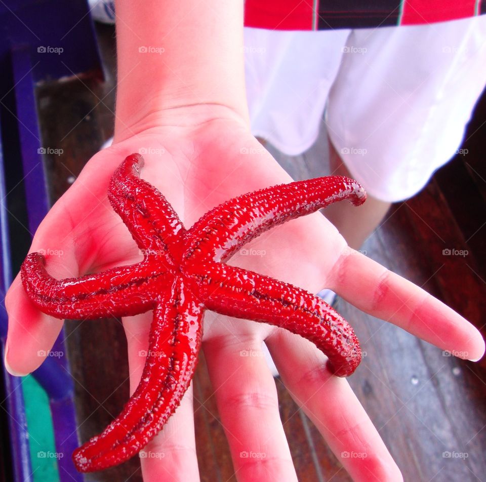 Person holding red starfish