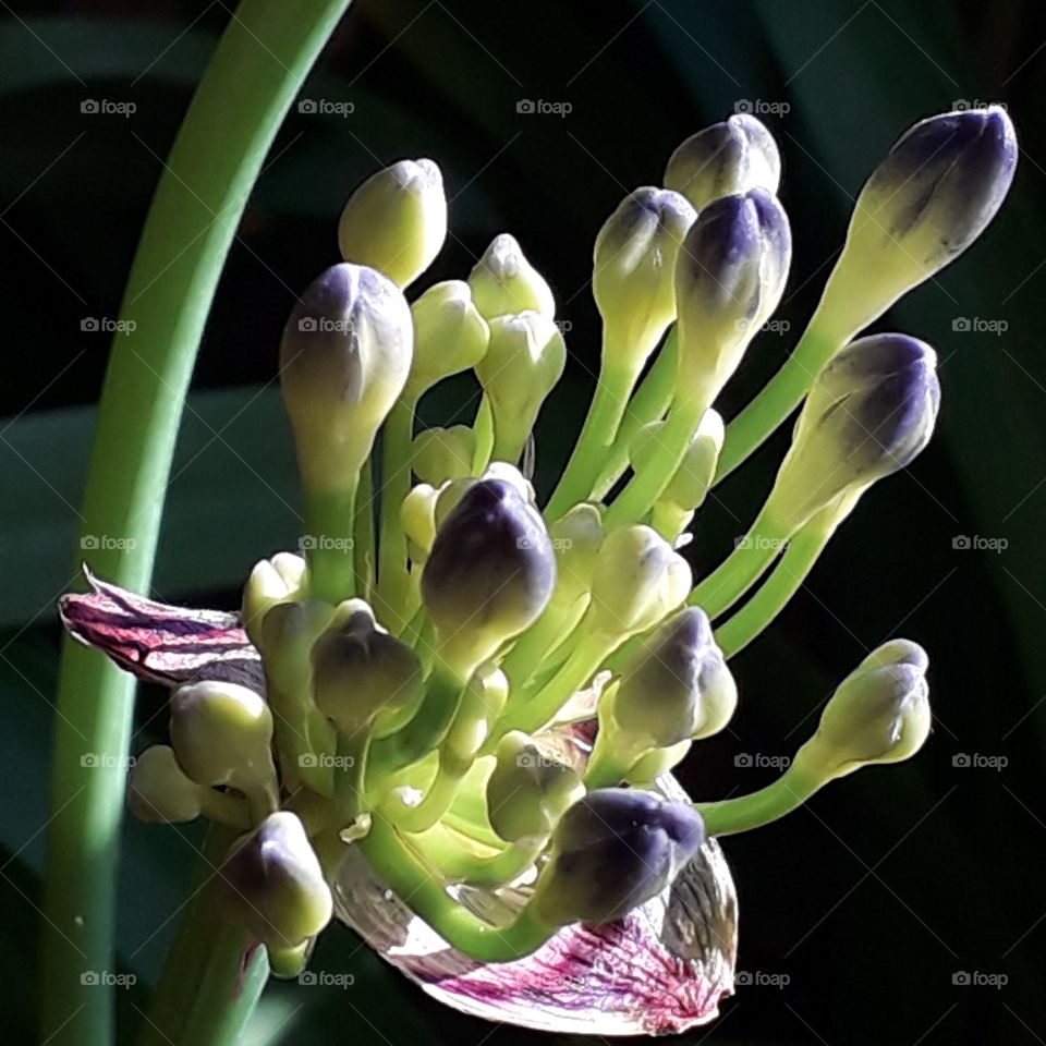 close-up   budding flowers of blue agapanthus  in autumn