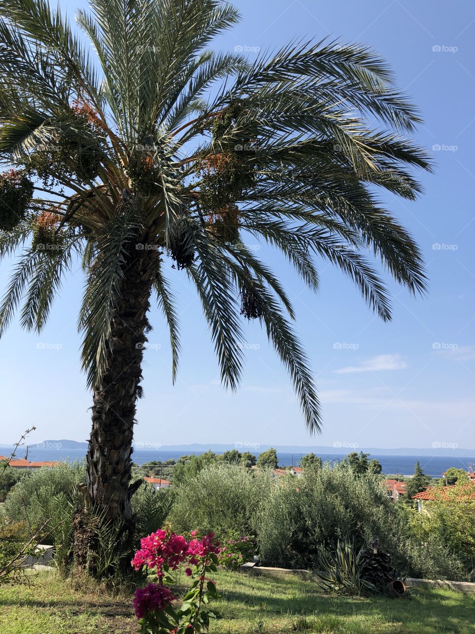 Seaside palm view