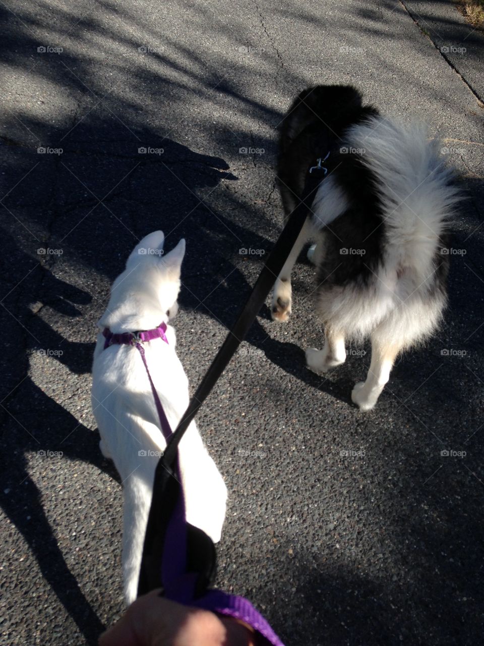 Learning to walk on a leash