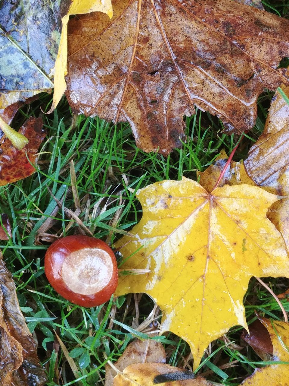 autumn herbst Blätter bunt gelb yellow Kastanie