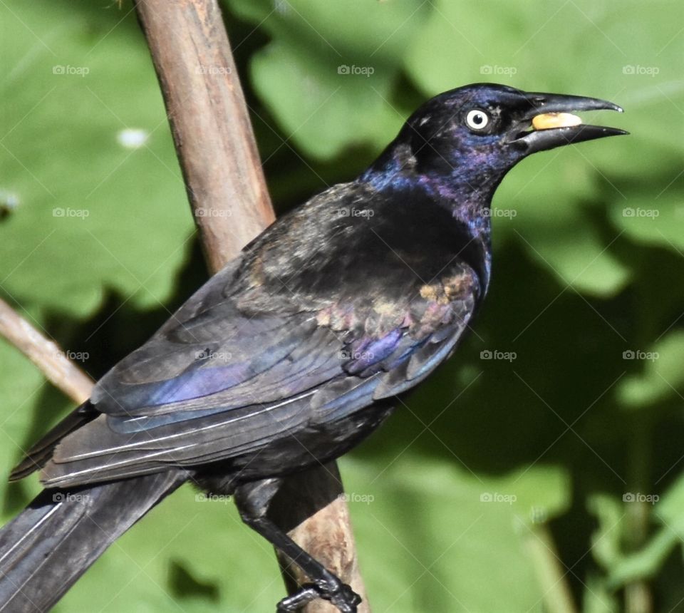 Common Grackle on a branch 