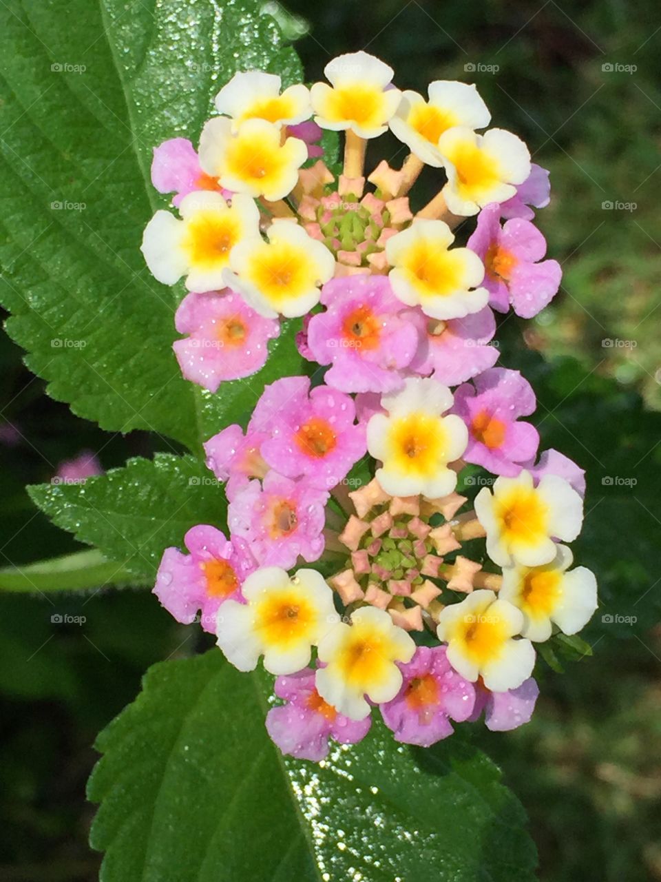 Lantana