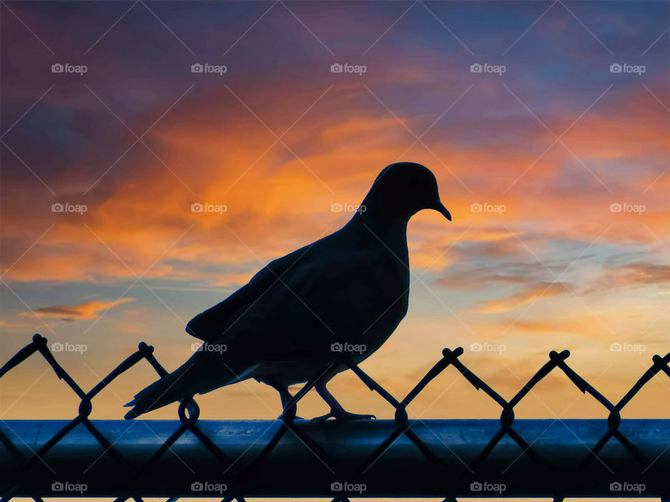 Dove Silhouette Walking On A Fence At Sunset