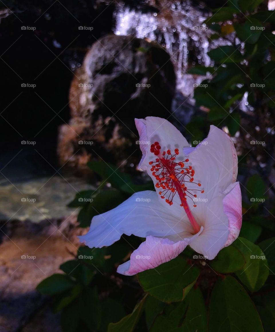 Hawaiian flower growing in front of Hawaiian Waterfall (from my December 2019 collection)