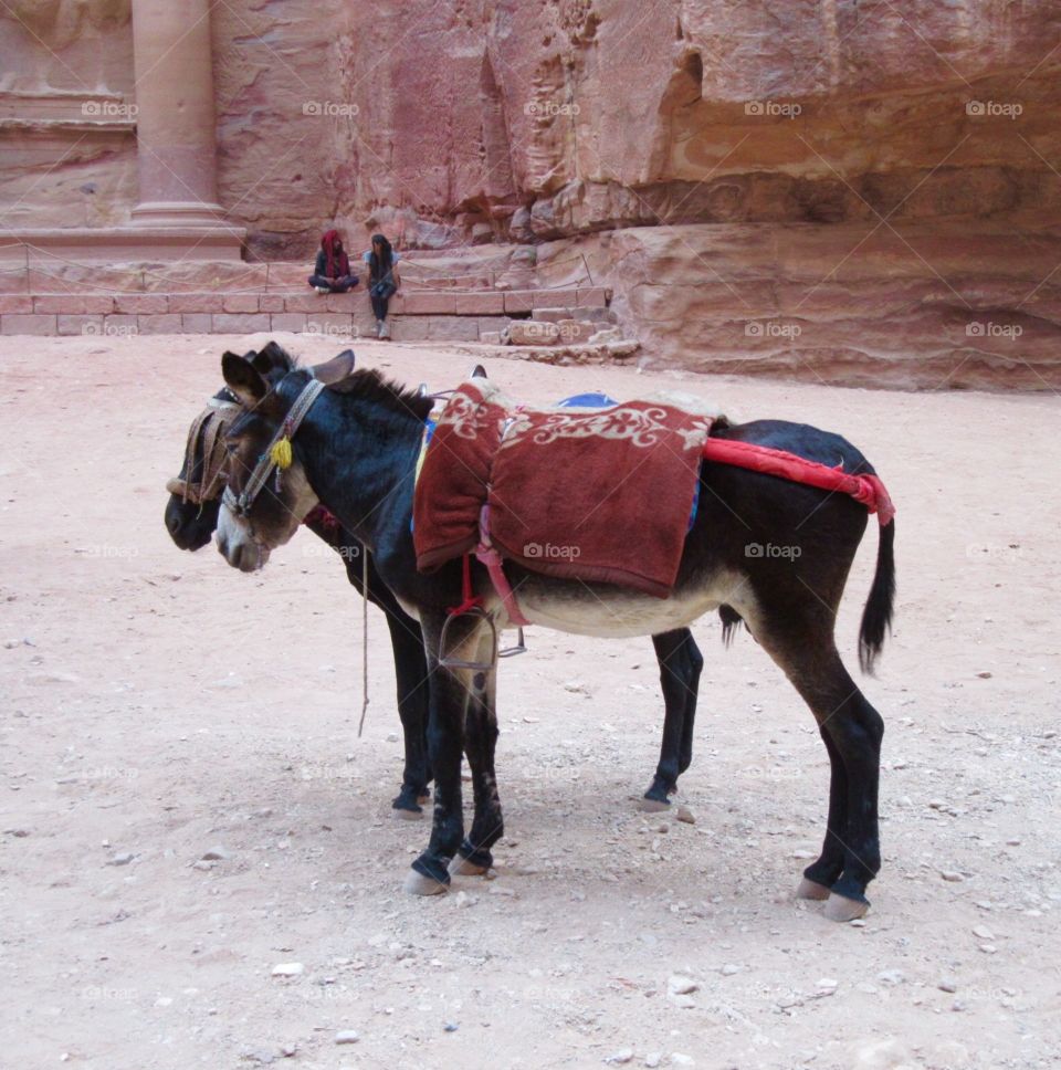 Donkeys at Petra 
