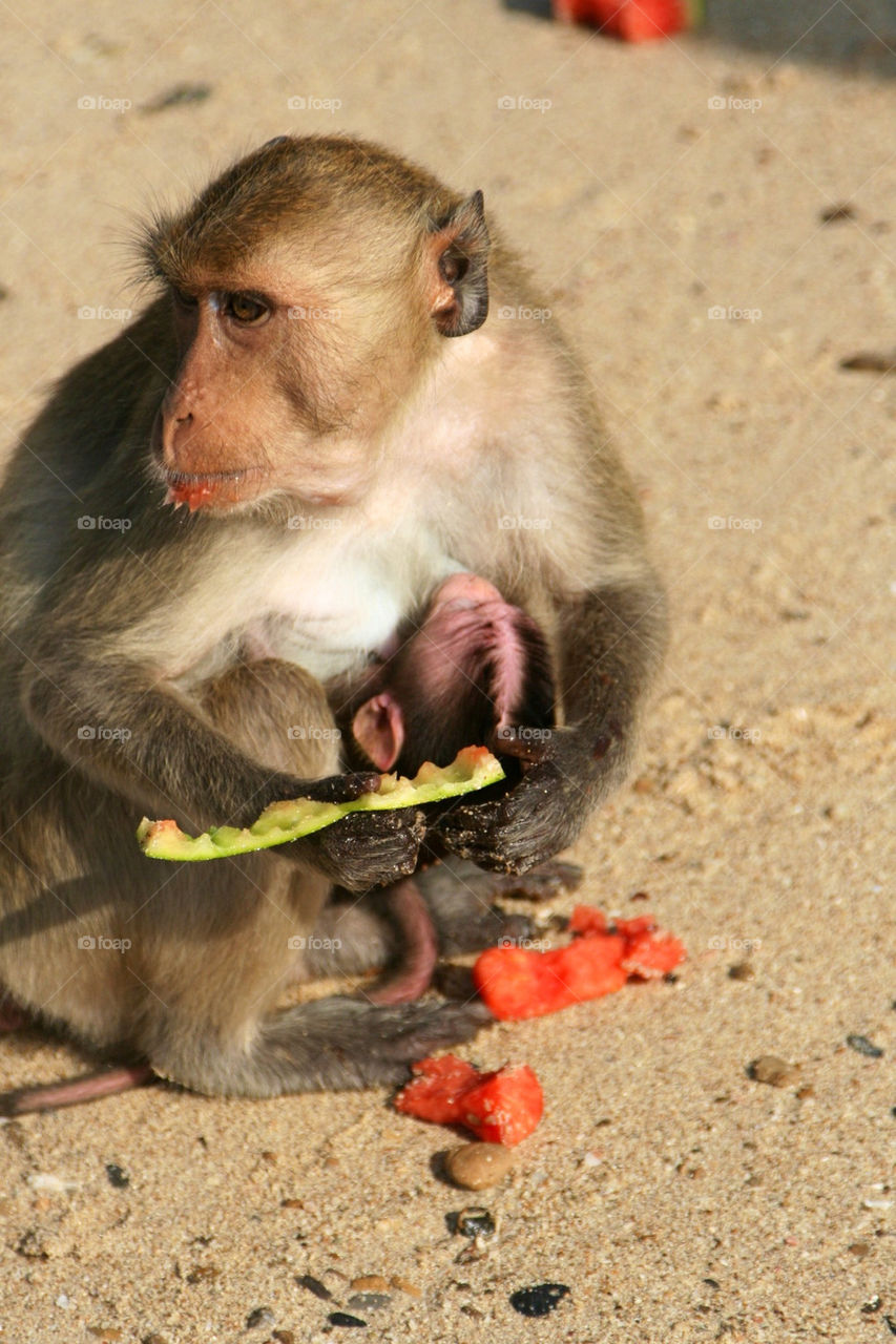 Thai monkey