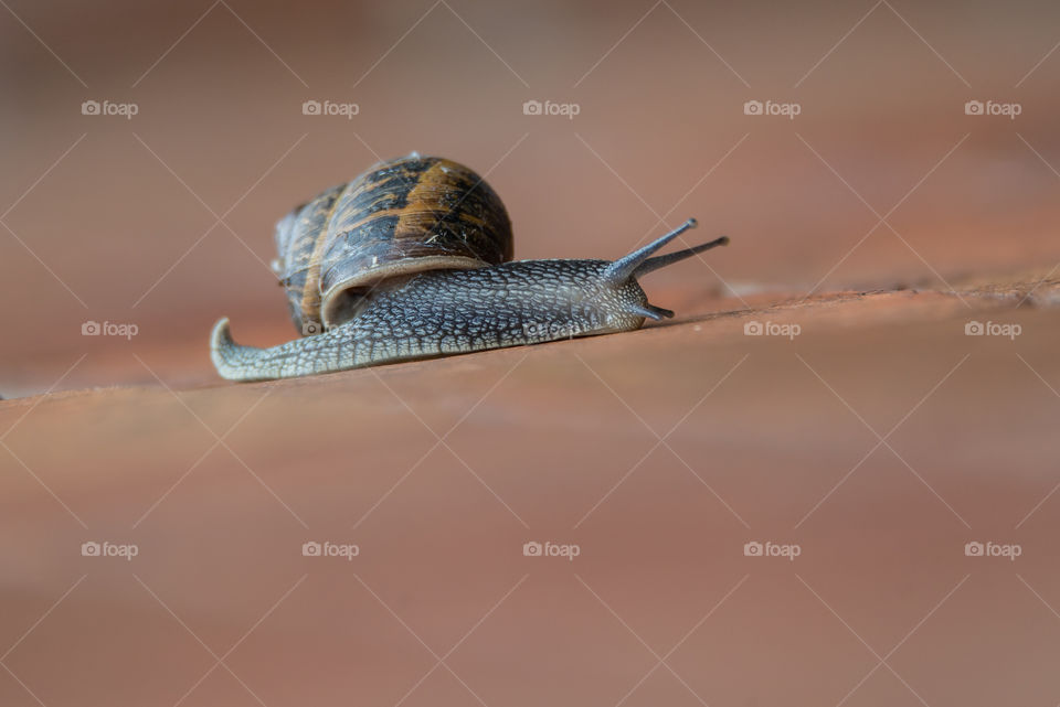 snail