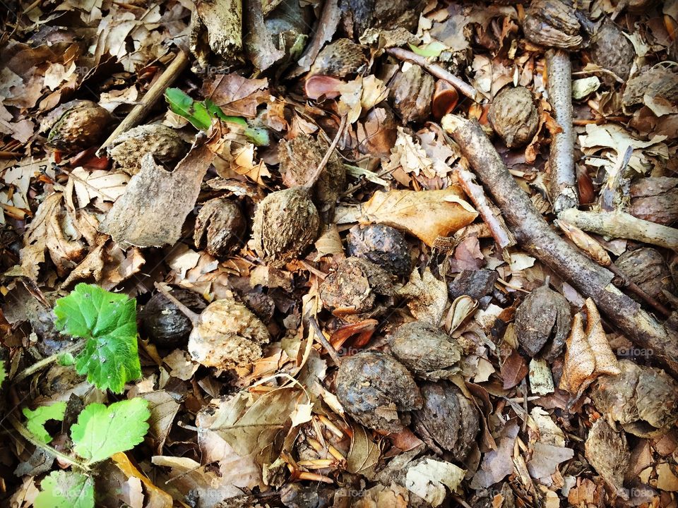 Autumnal leaf litter