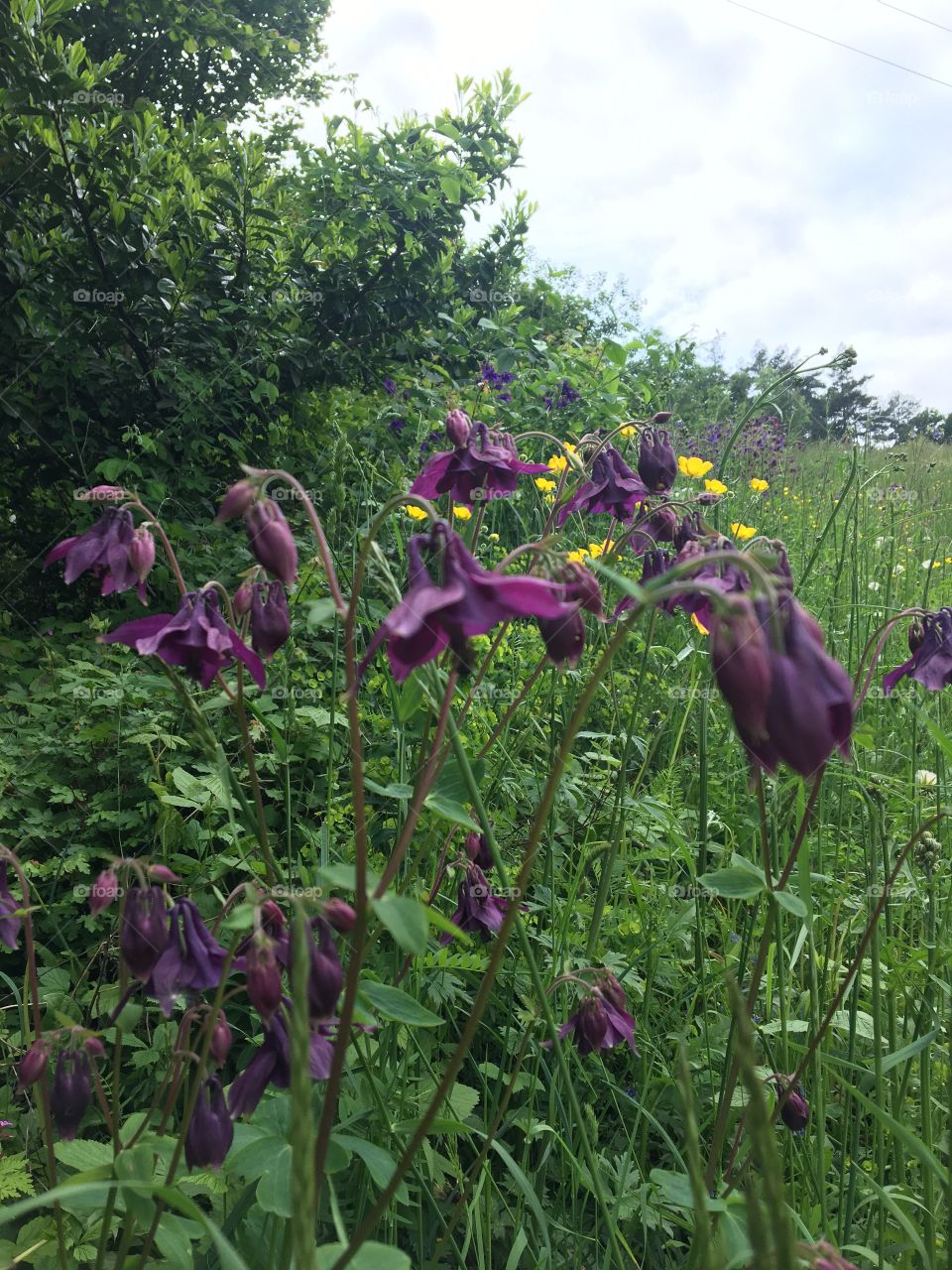 Columbines in fields