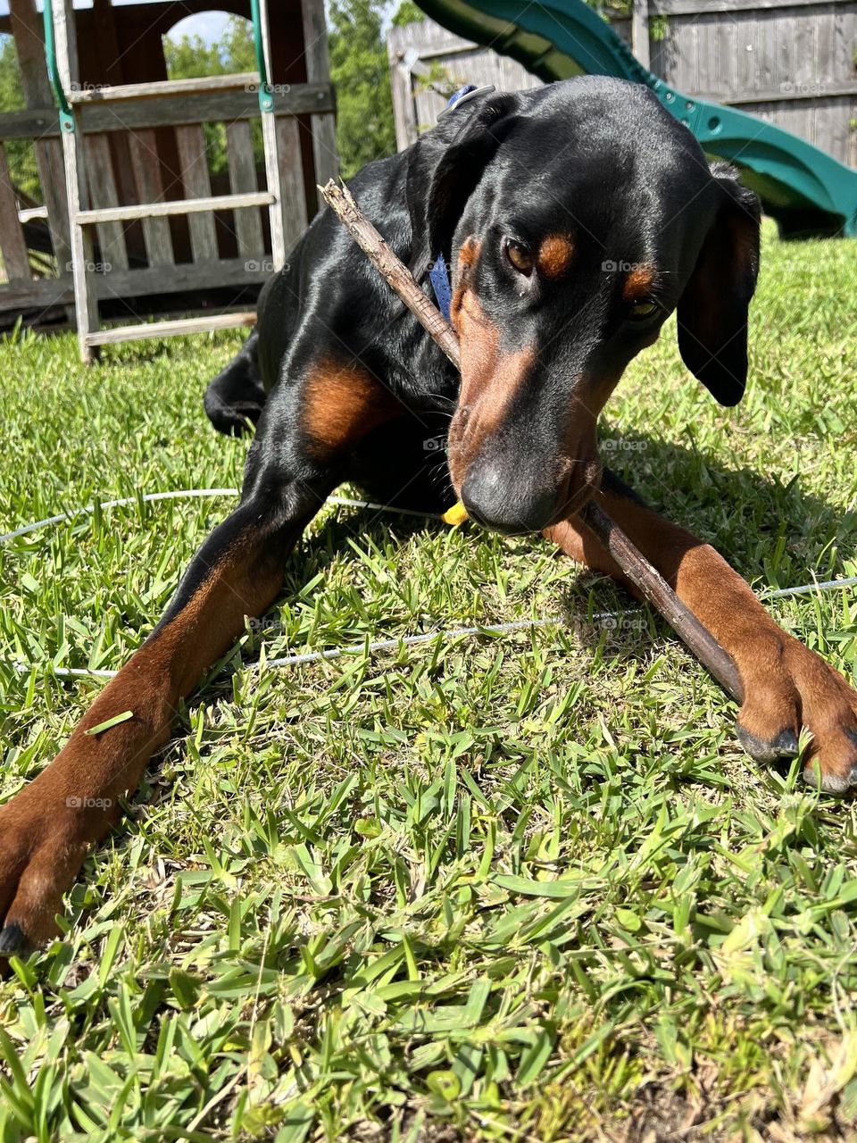 He said this is my stick 😂