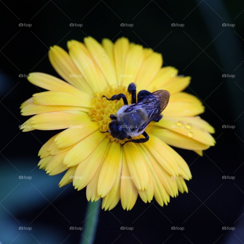 Bee on a flower