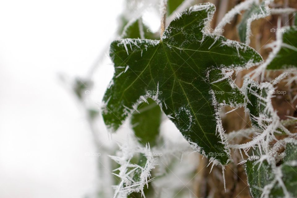 Frozen creeper plant