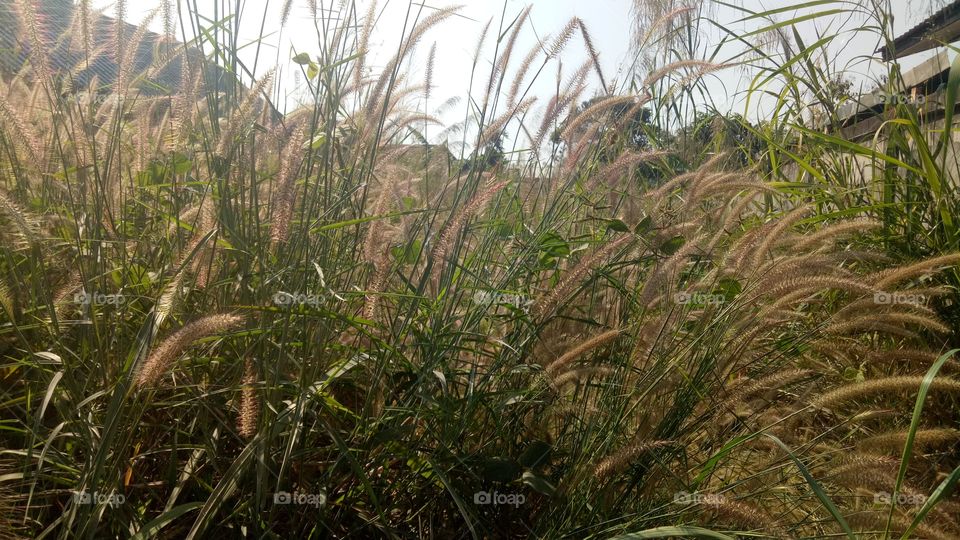 grass flower