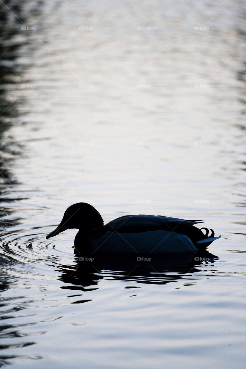 water bird swimming duck by chrille_b