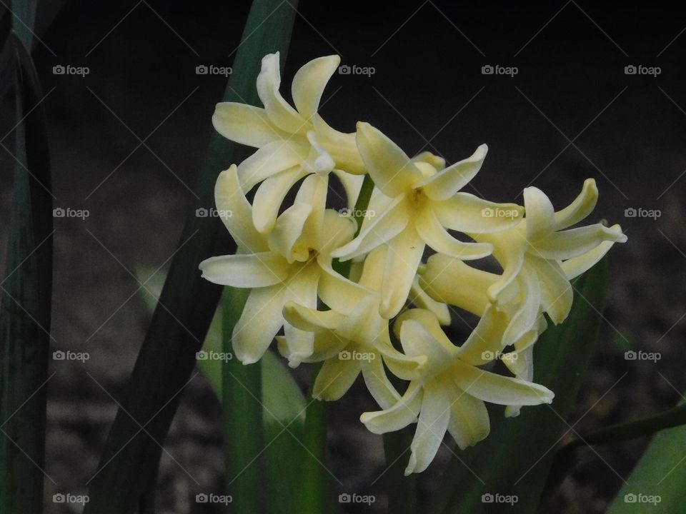 Yellow flowers