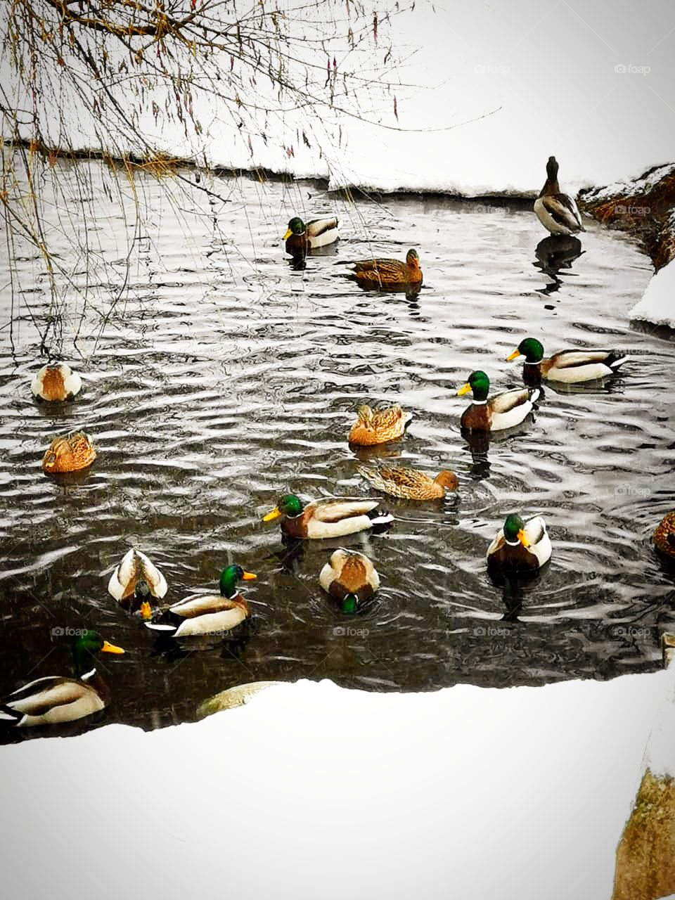 A flock of ducks in winter swim in the pond
