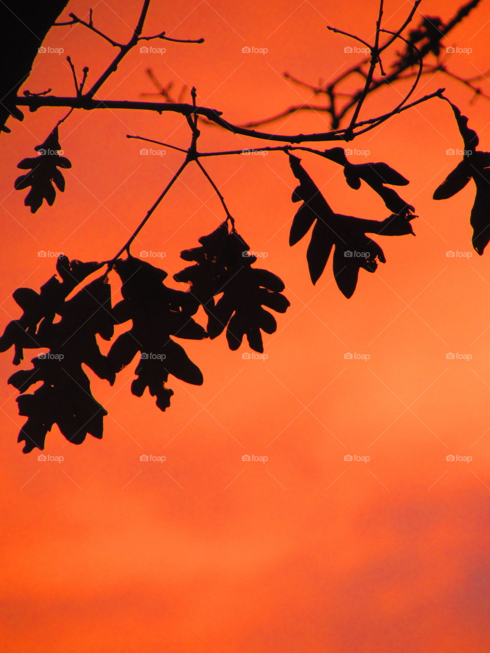 Silhouette of tree branches and dramatic orange dky