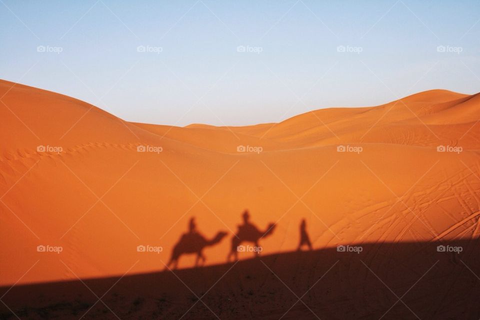 Camel shadow on the sand dune in desert