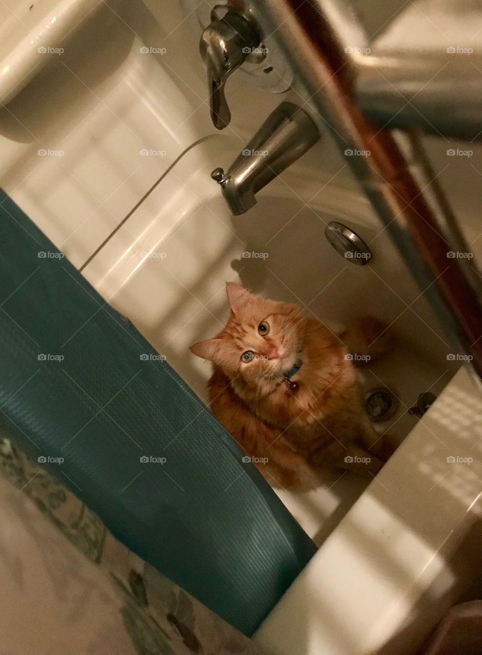 Cat in bathtub 