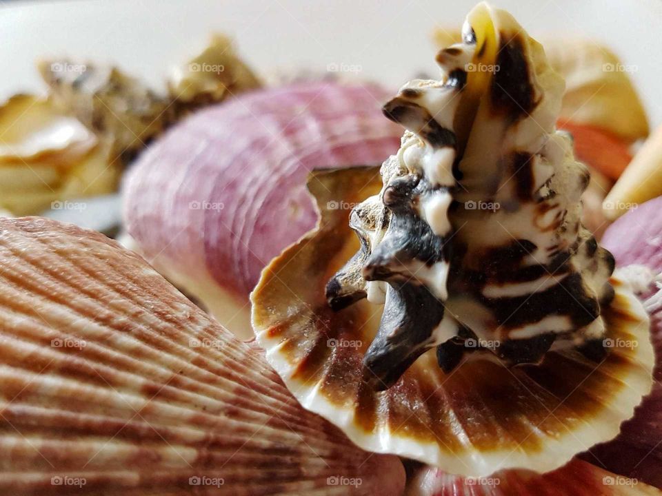 Beautiful selection of unusual seaside shells.