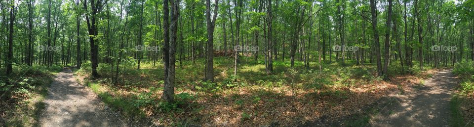 Wood, Landscape, Nature, Tree, Environment