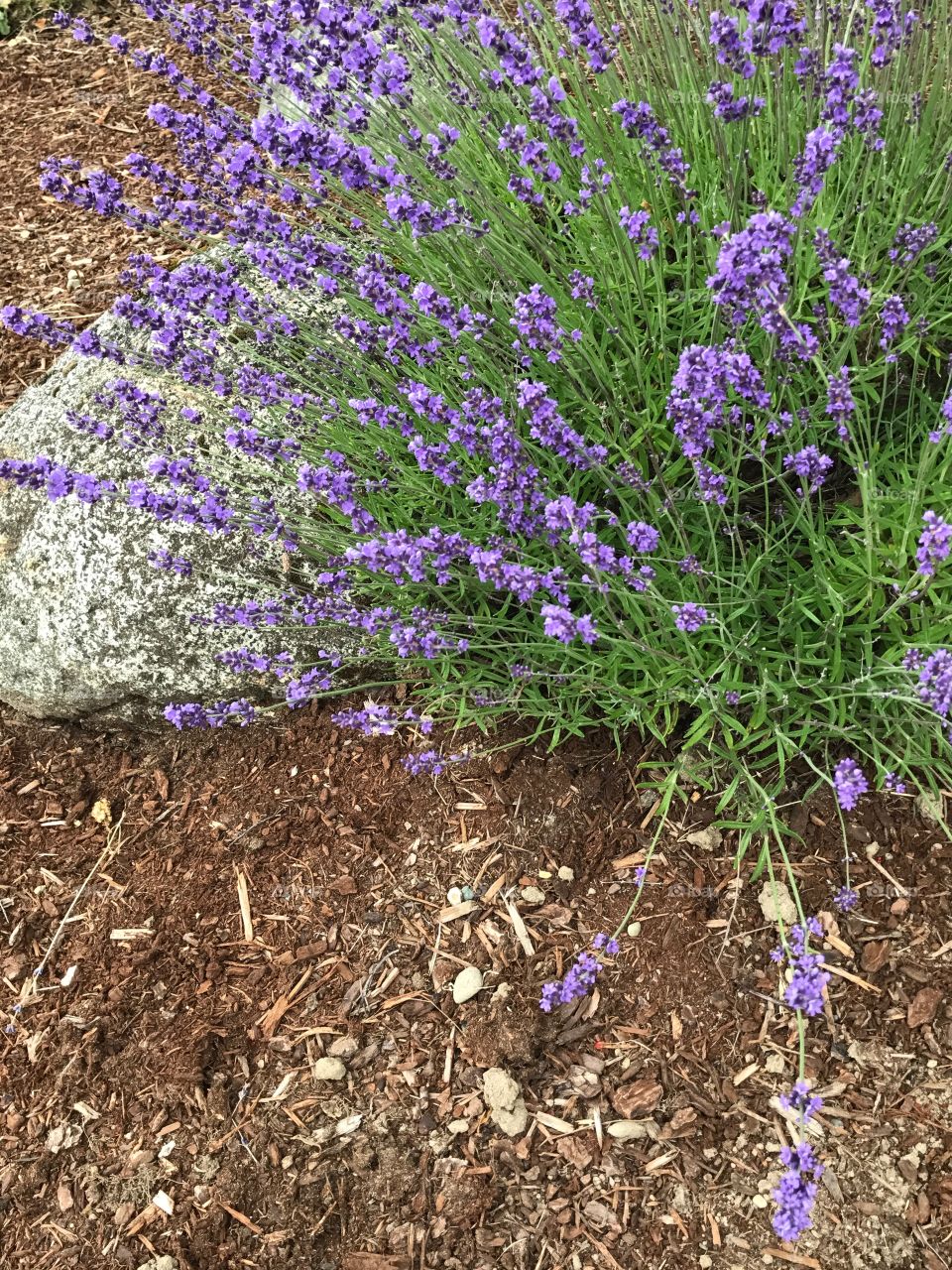 A beautiful shot of some flowers with the huge stone