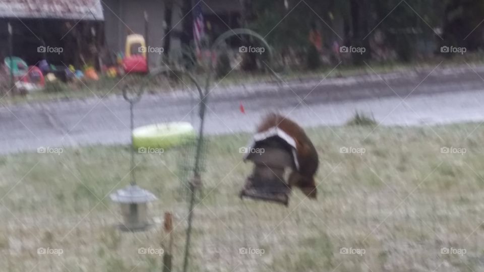 Upside-down Squirrel