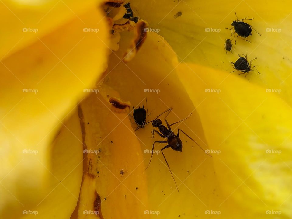 Yellow flower with black ants