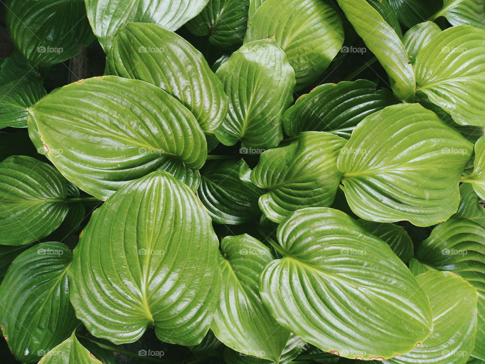 High angle view of green leaves