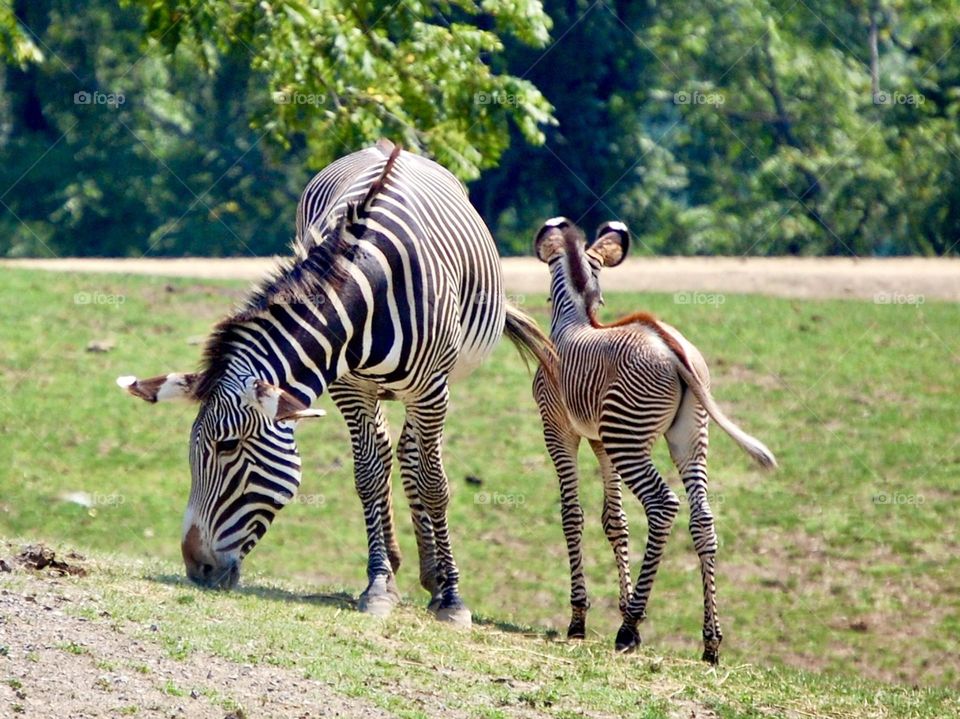 Zebras, mother and colt