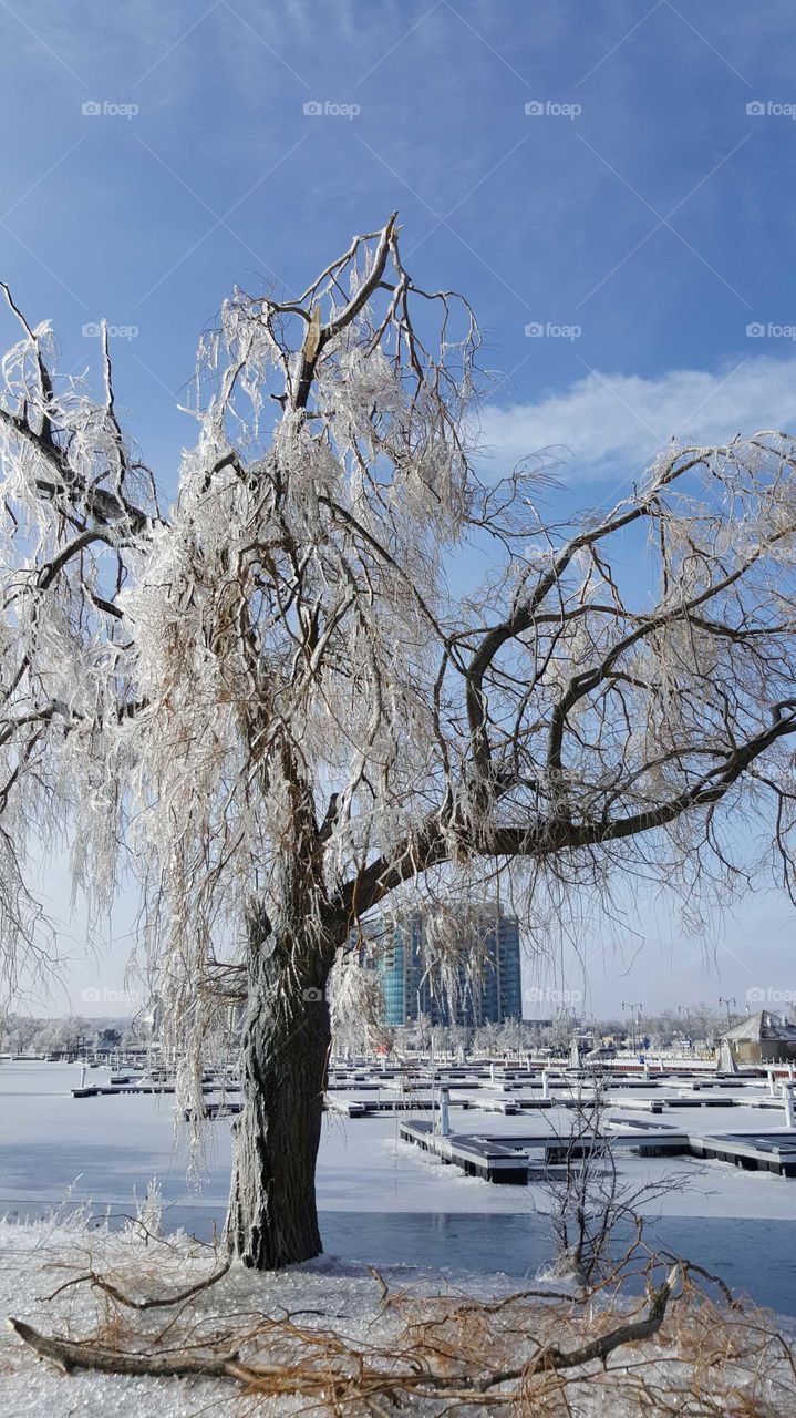 beautiful ice cover