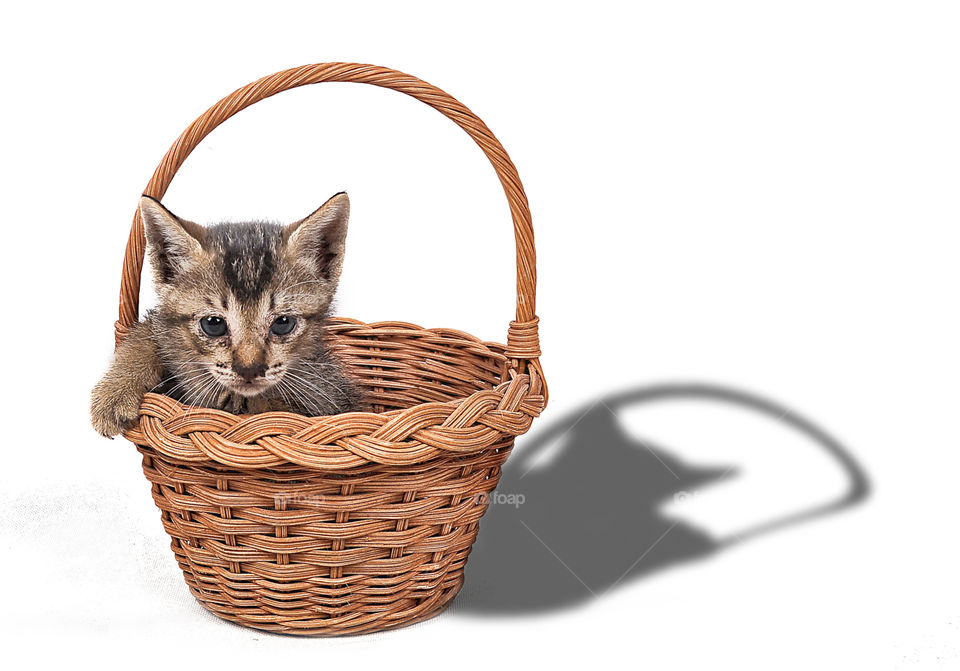 kitten in the basket