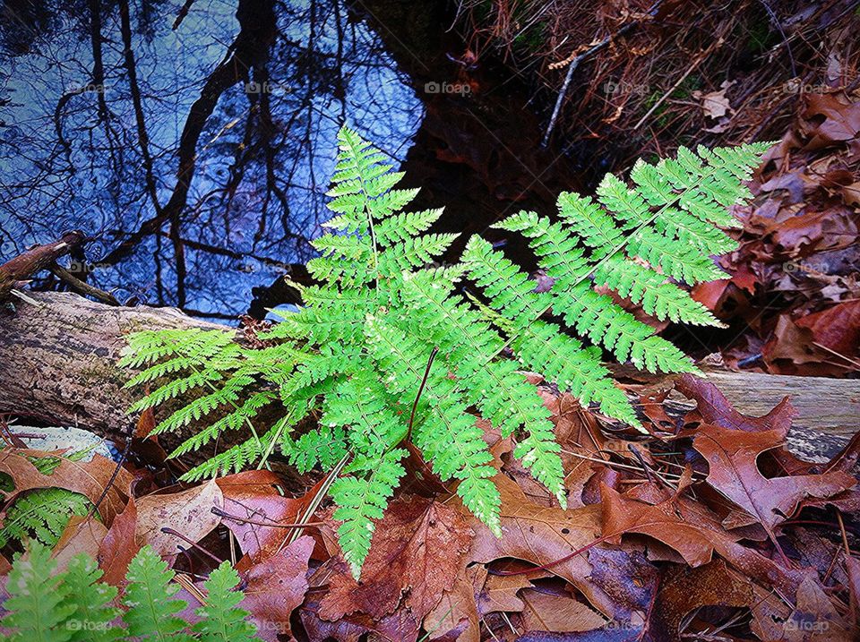 Fern and Water