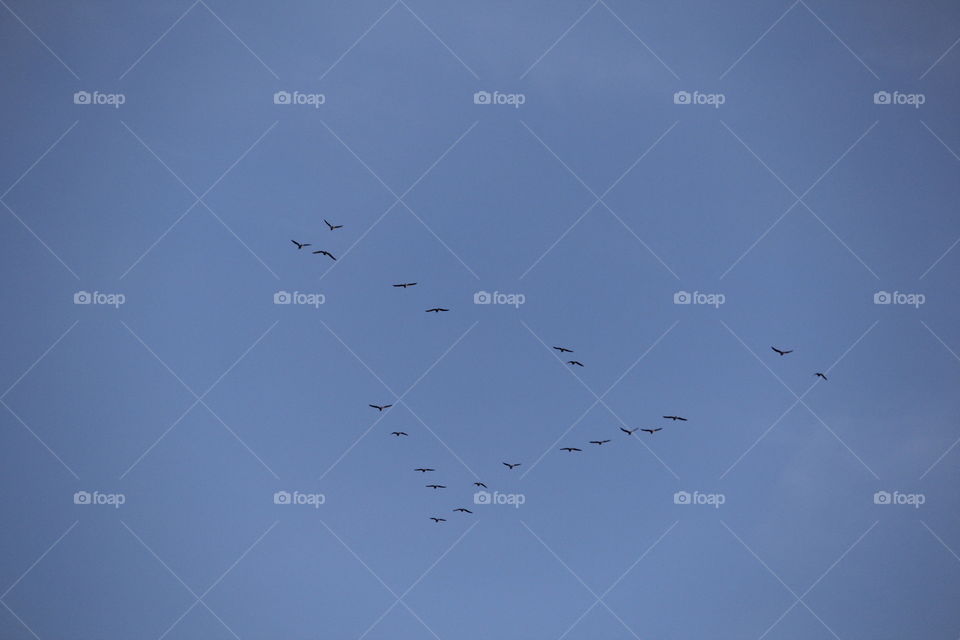 migration formation
